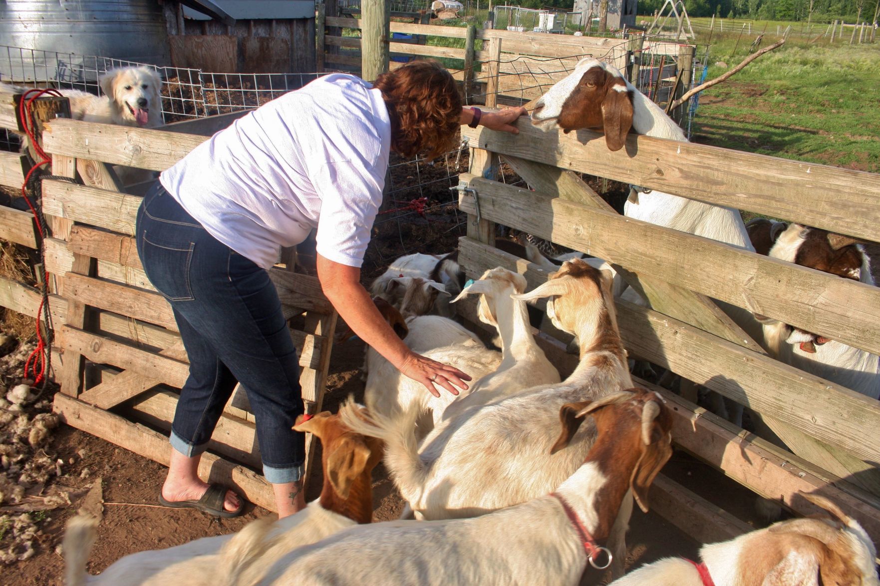 Goats escape